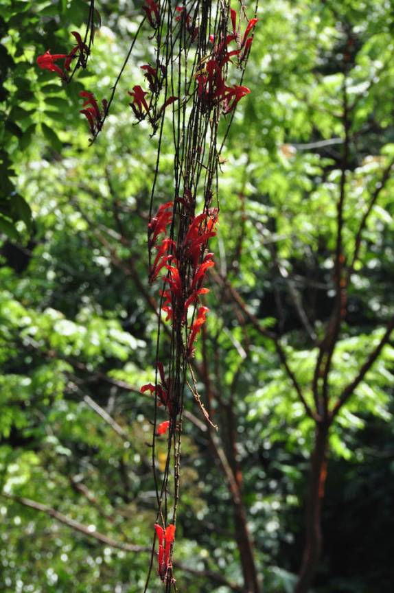 Flores vermelhas se destacam em meio ao verde da floresta do Parque Nacional Corcovado, na Península de Osa, no sul da Costa Rica